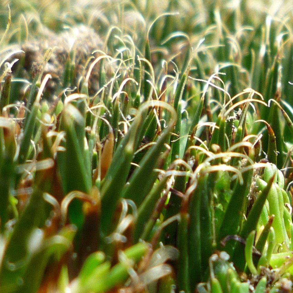 Distichia filamentosa — related species from the same genus