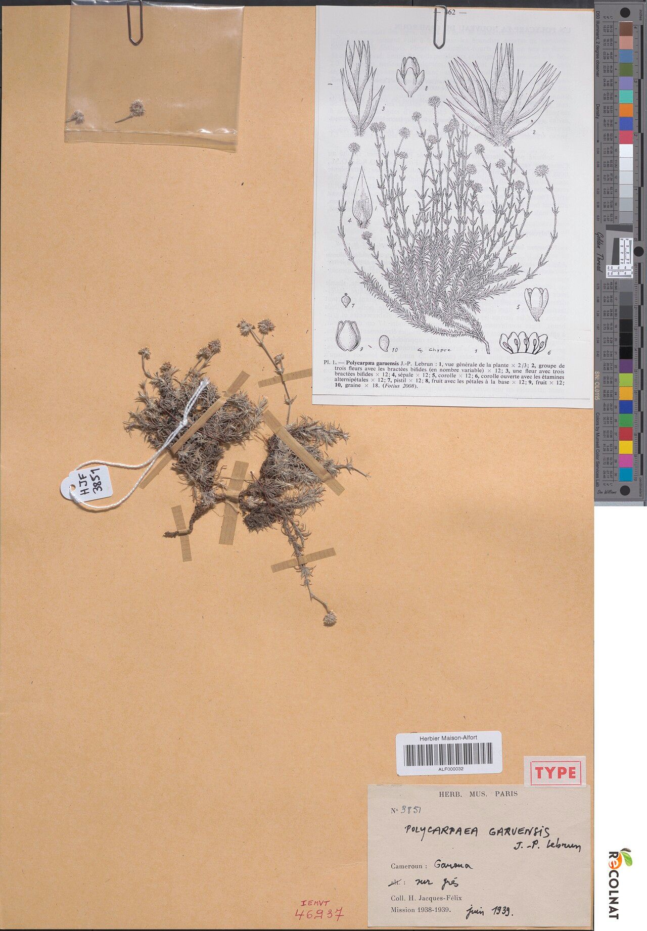 Polycarpaea garuensis — houseplant care guide