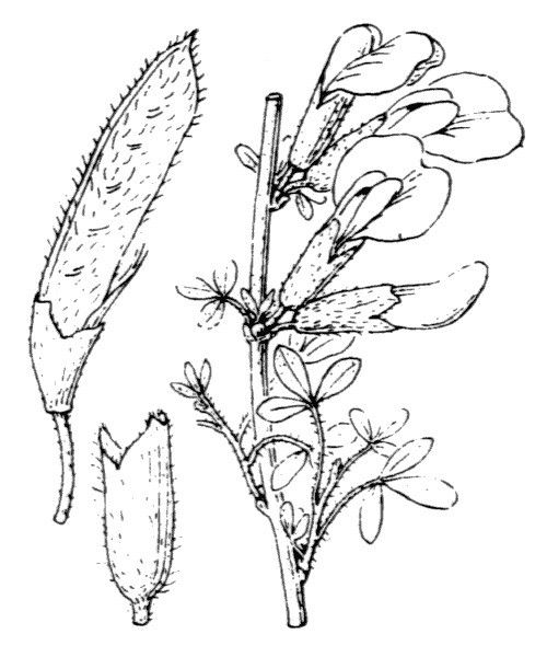 Cytisus triflorus other