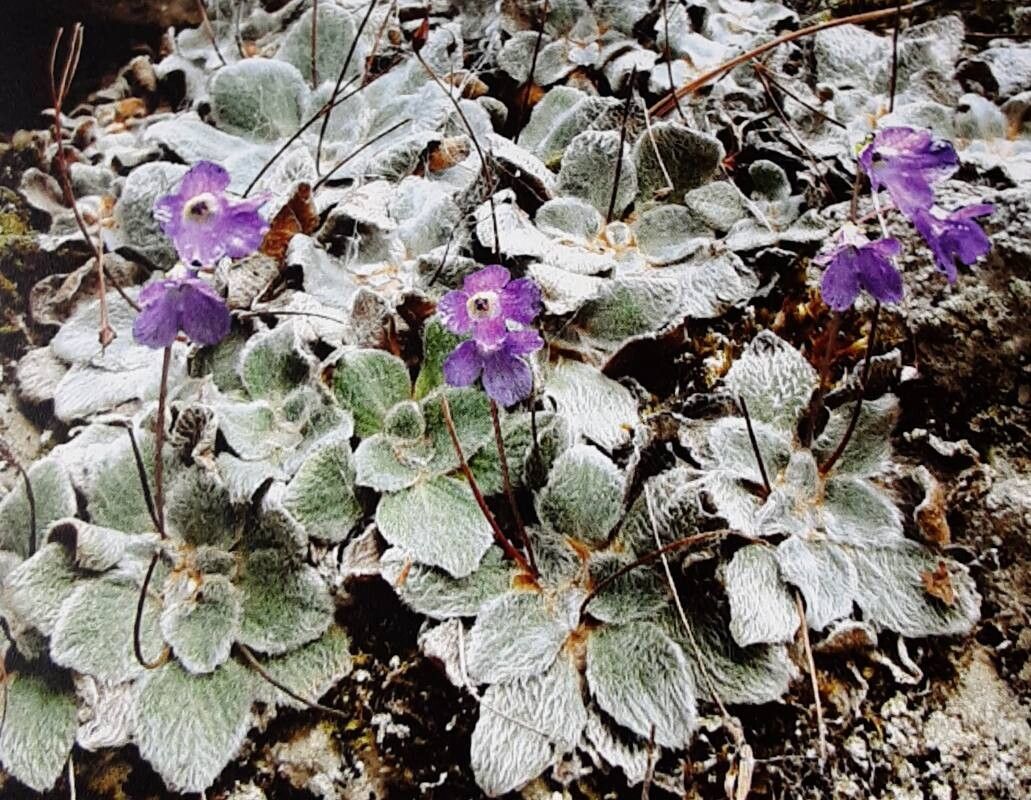 Ramonda heldreichii habit