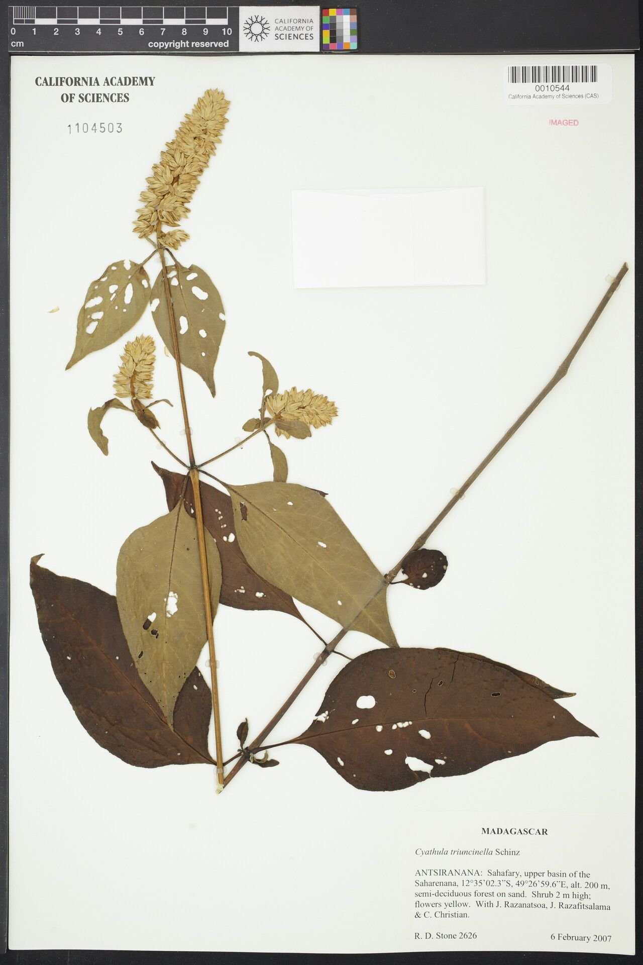 Cyathula triuncinella — houseplant care guide