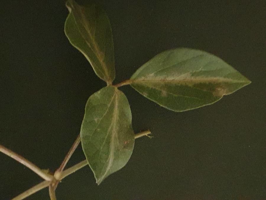 Vigna vexillata leaf