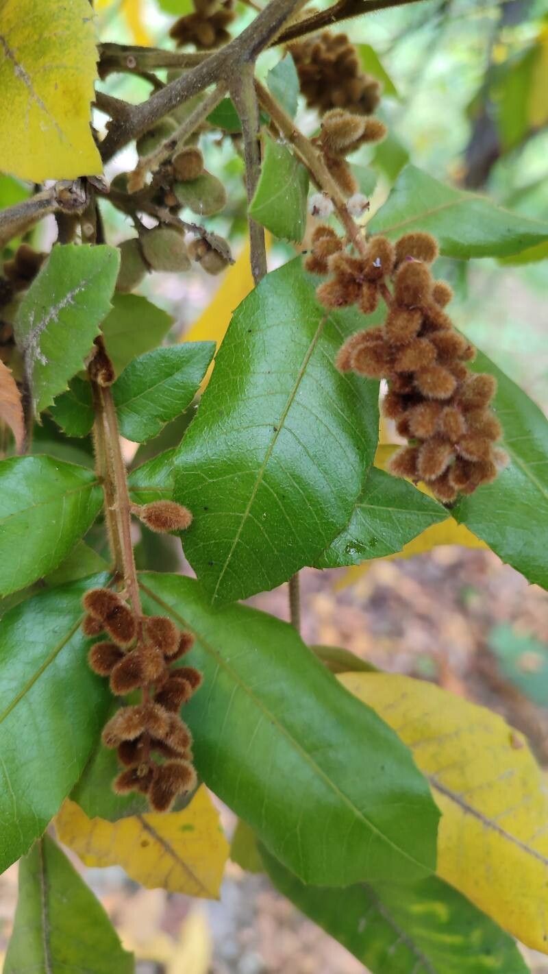 Alectryon tomentosus fruit