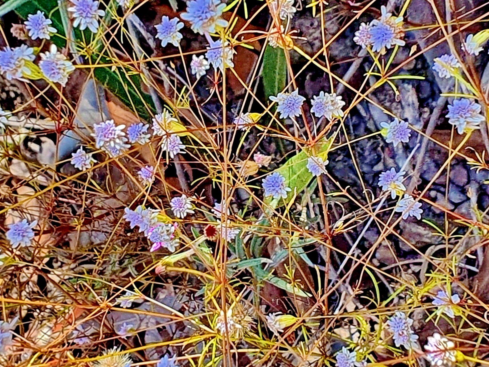 Praxelis capillaris — related species from the same genus