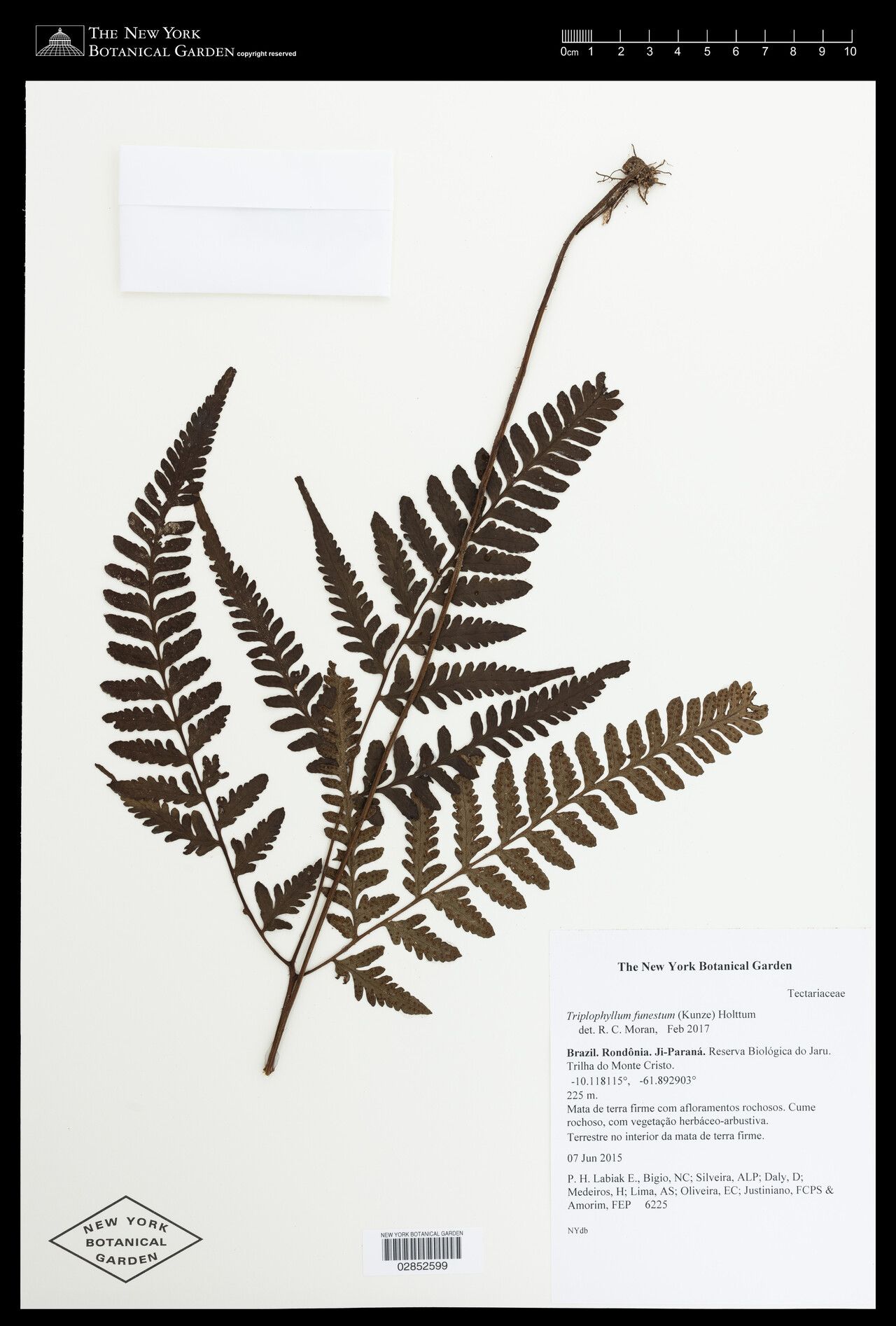 Triplophyllum funestum — houseplant care guide