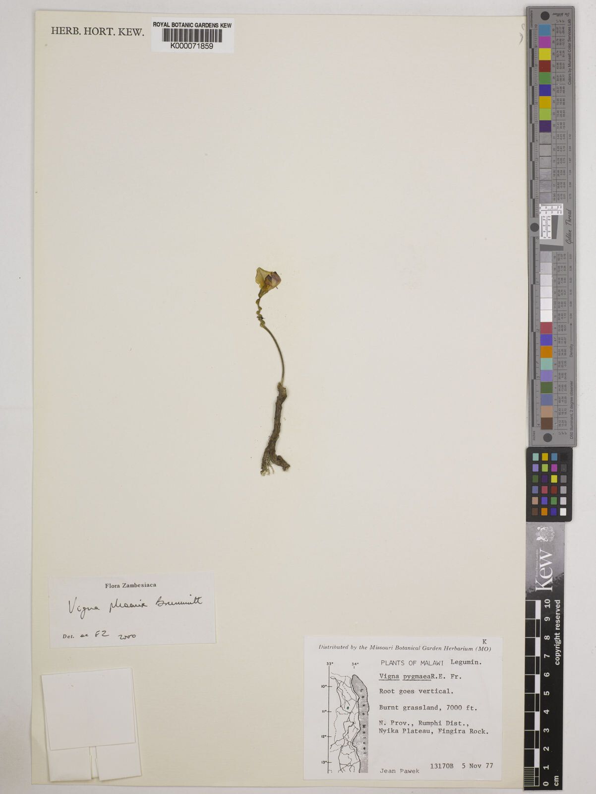 Vigna phoenix — search result for 'Phoenix'