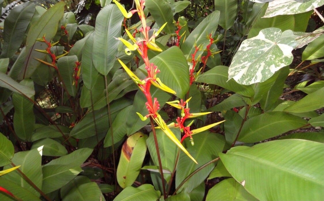 Heliconia richardiana — search result for 'Heliconia'