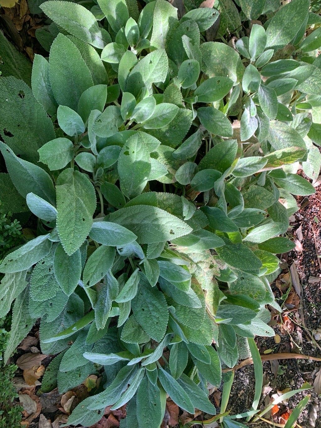 Salvia tomentosa leaf