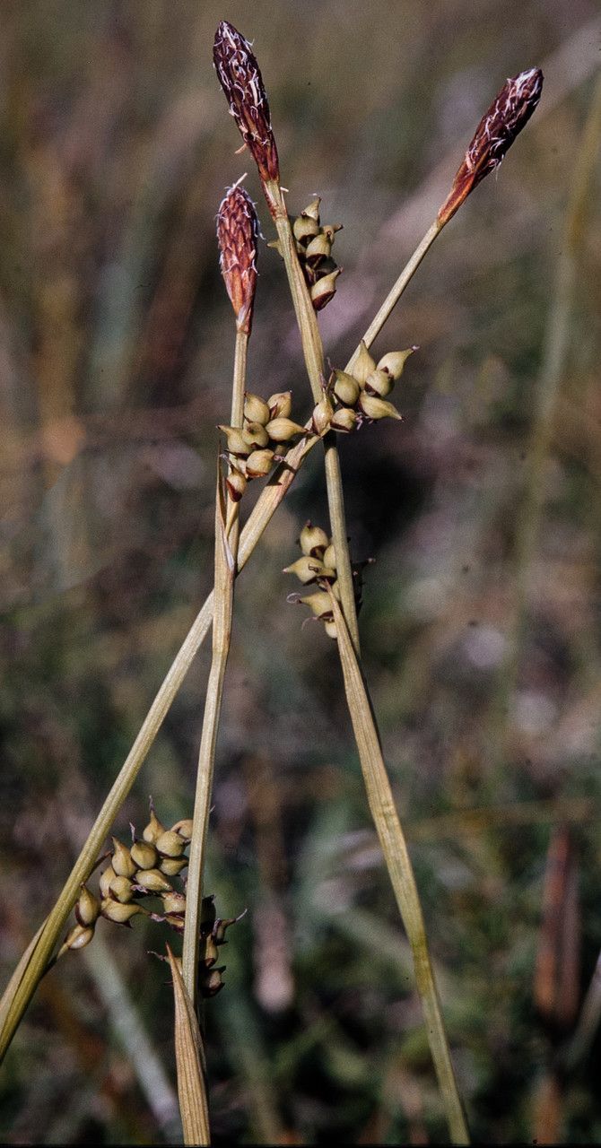 Carex vaginata flower