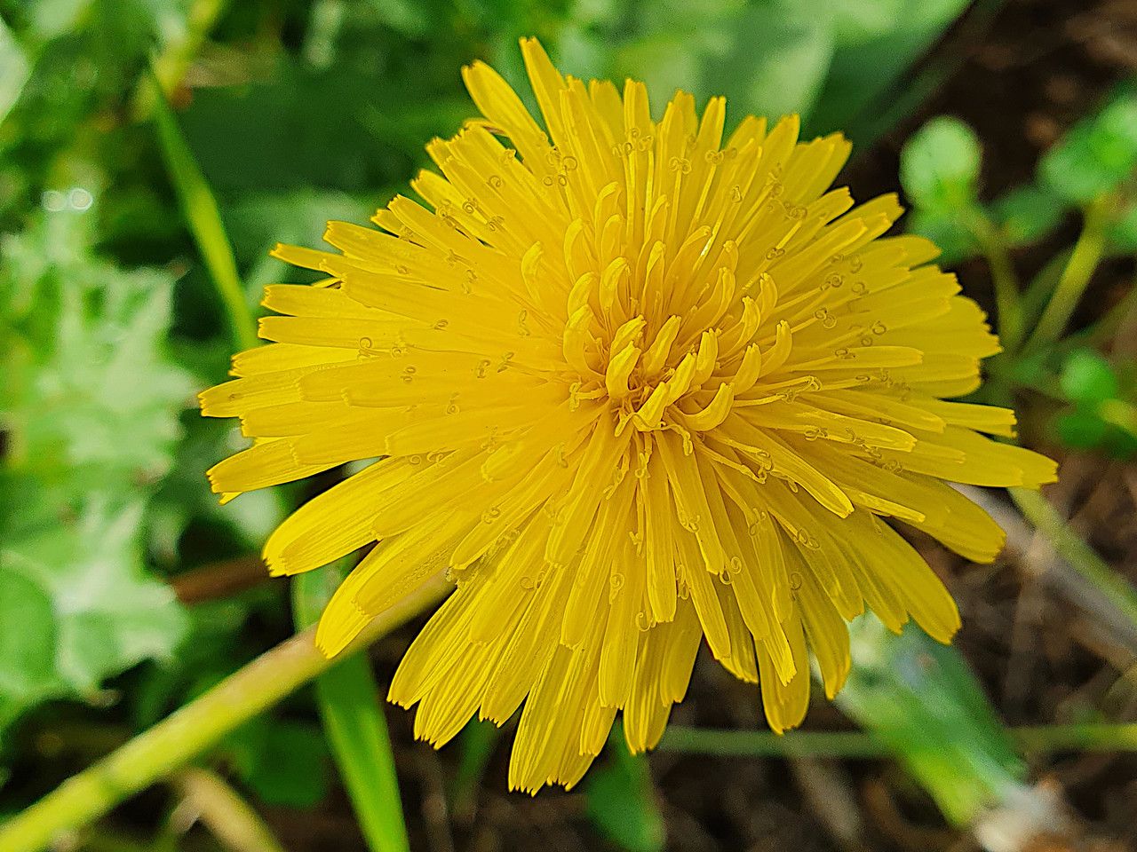 Taraxacum taraxacoides flower