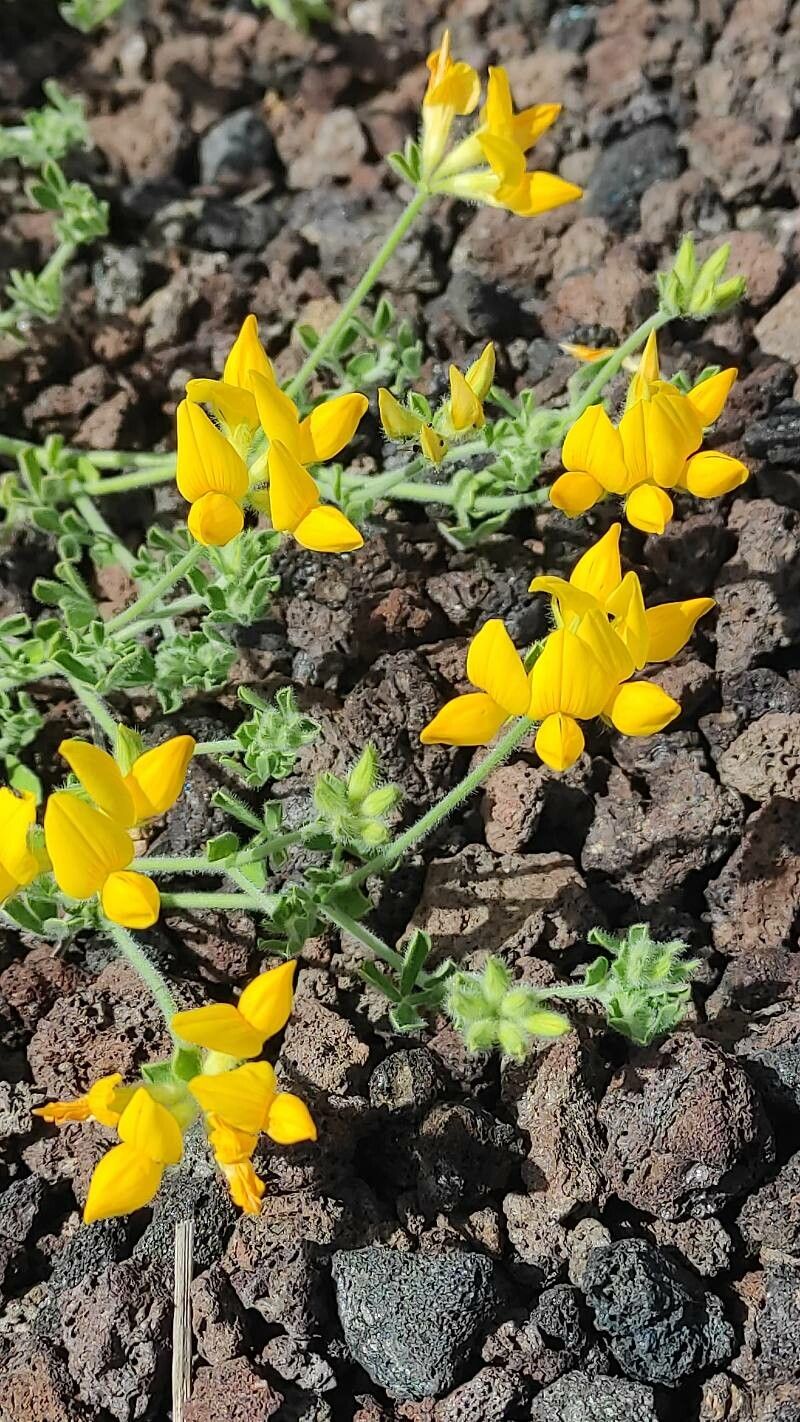Lotus lancerottensis flower