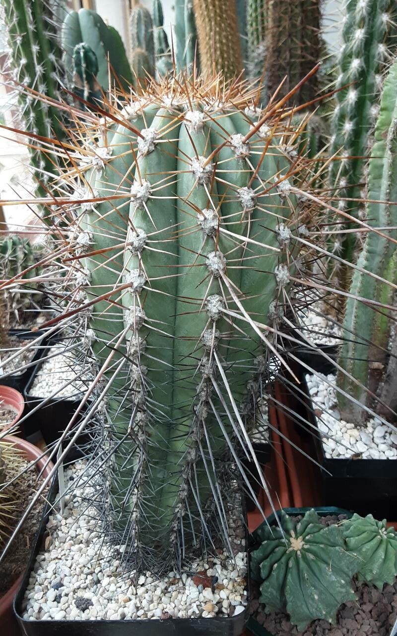 Echinopsis cephalomacrostibas habit