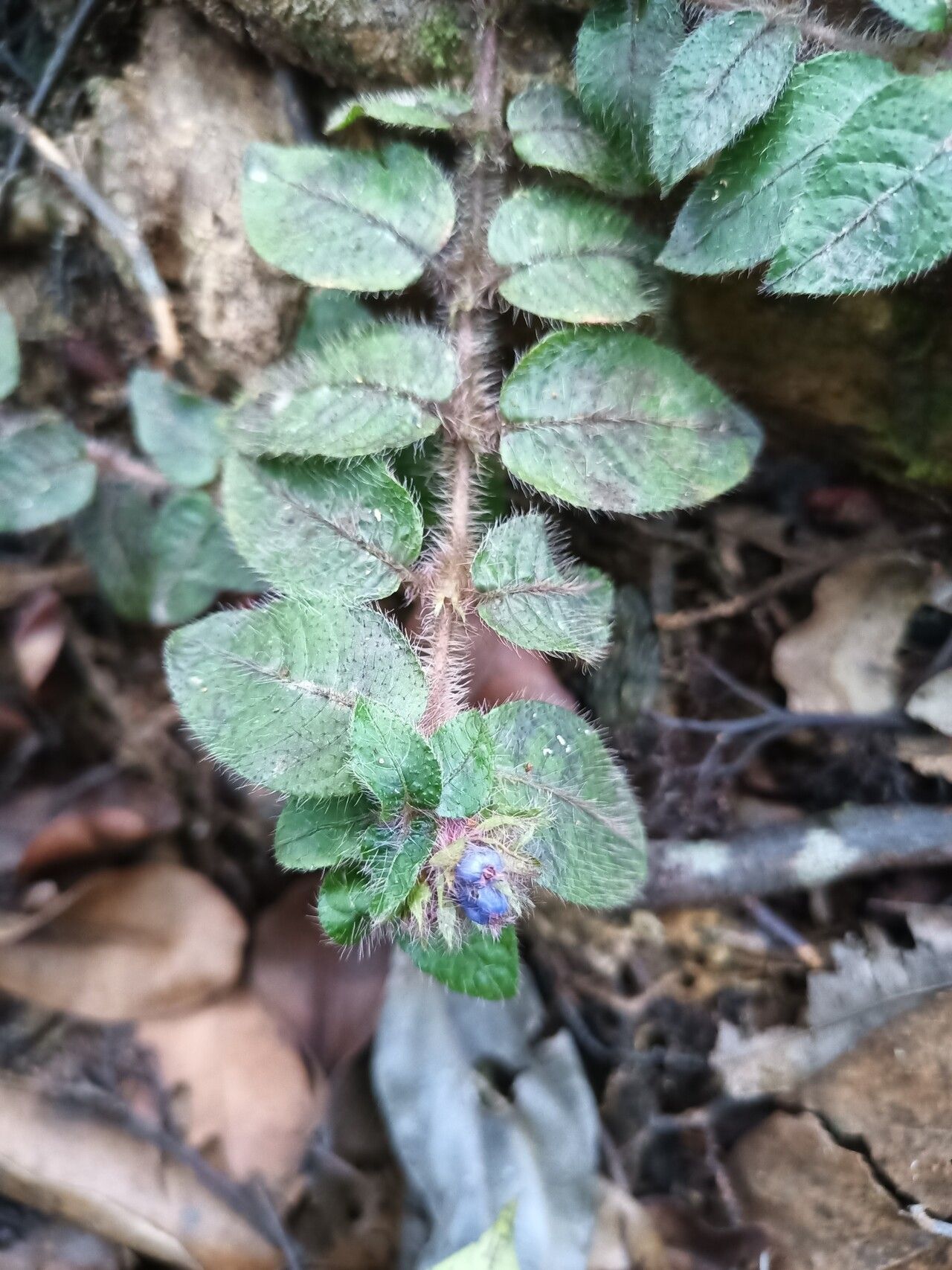 Palicourea debilis flower