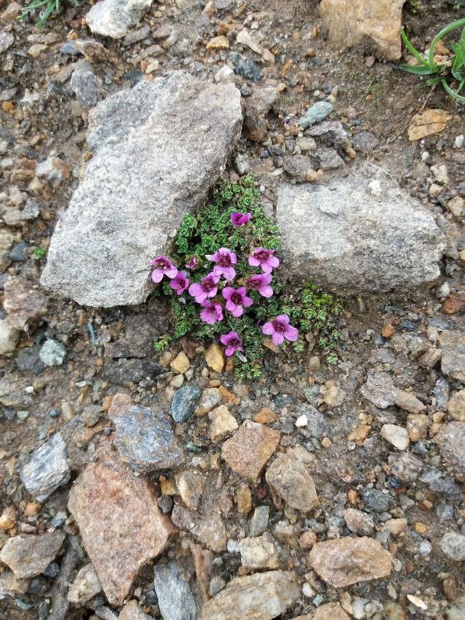 Saxifraga oppositifolia flower