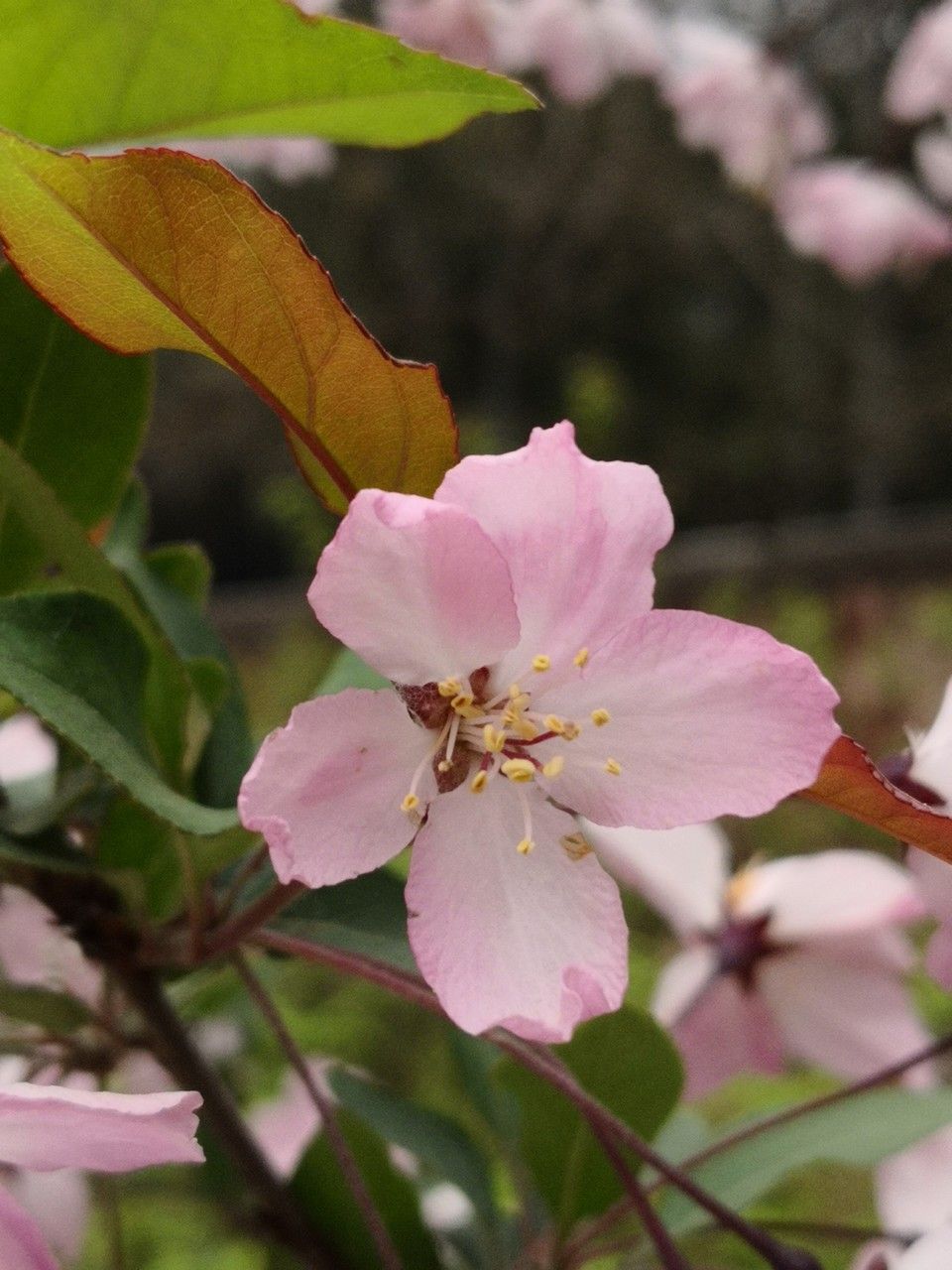 Malus halliana flower