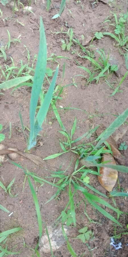 Iris × binata — houseplant care guide