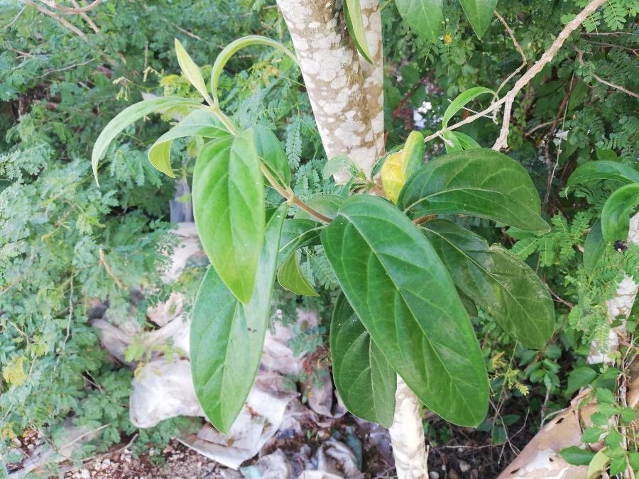 Morinda royoc — houseplant care guide