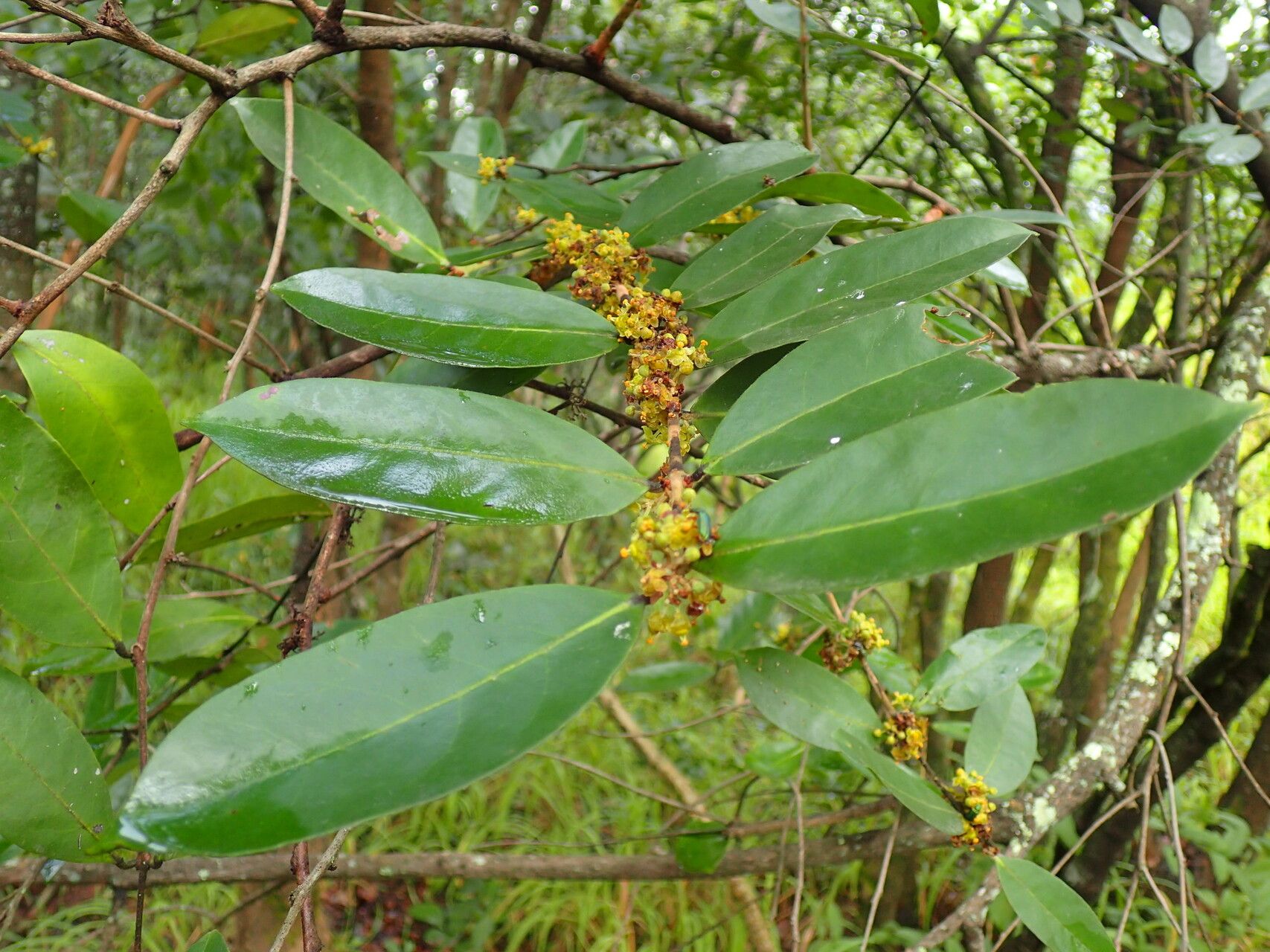 Salacia rhodesiaca — houseplant care guide