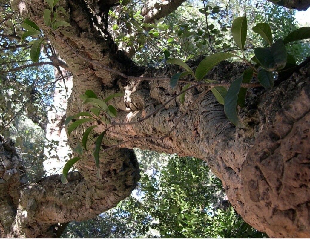 Myrmecodia tuberosa bark