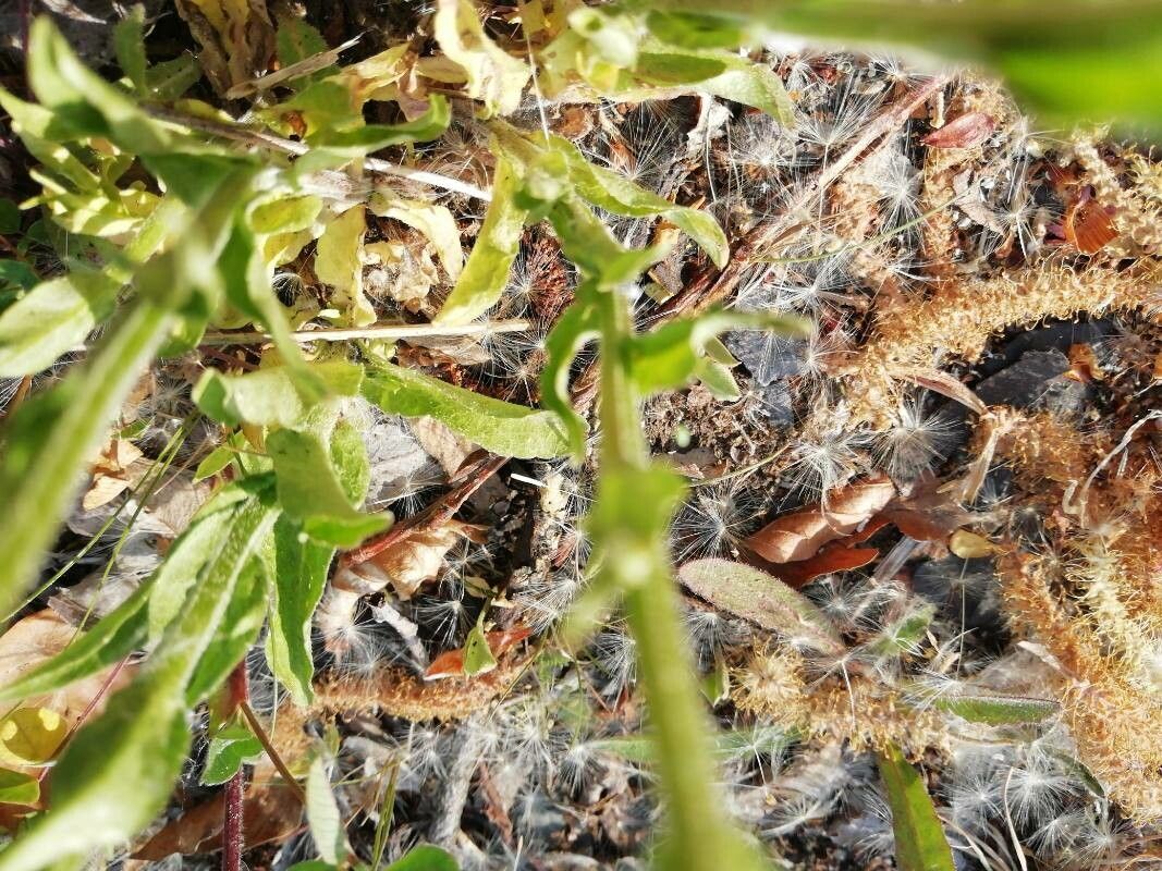 Legousia pentagonia leaf