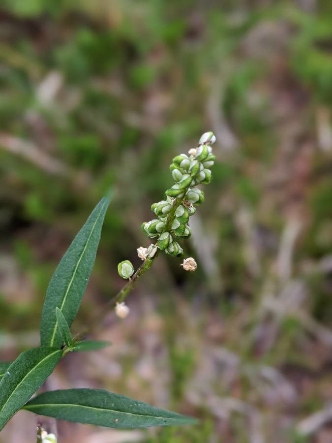 Polygala senega flower