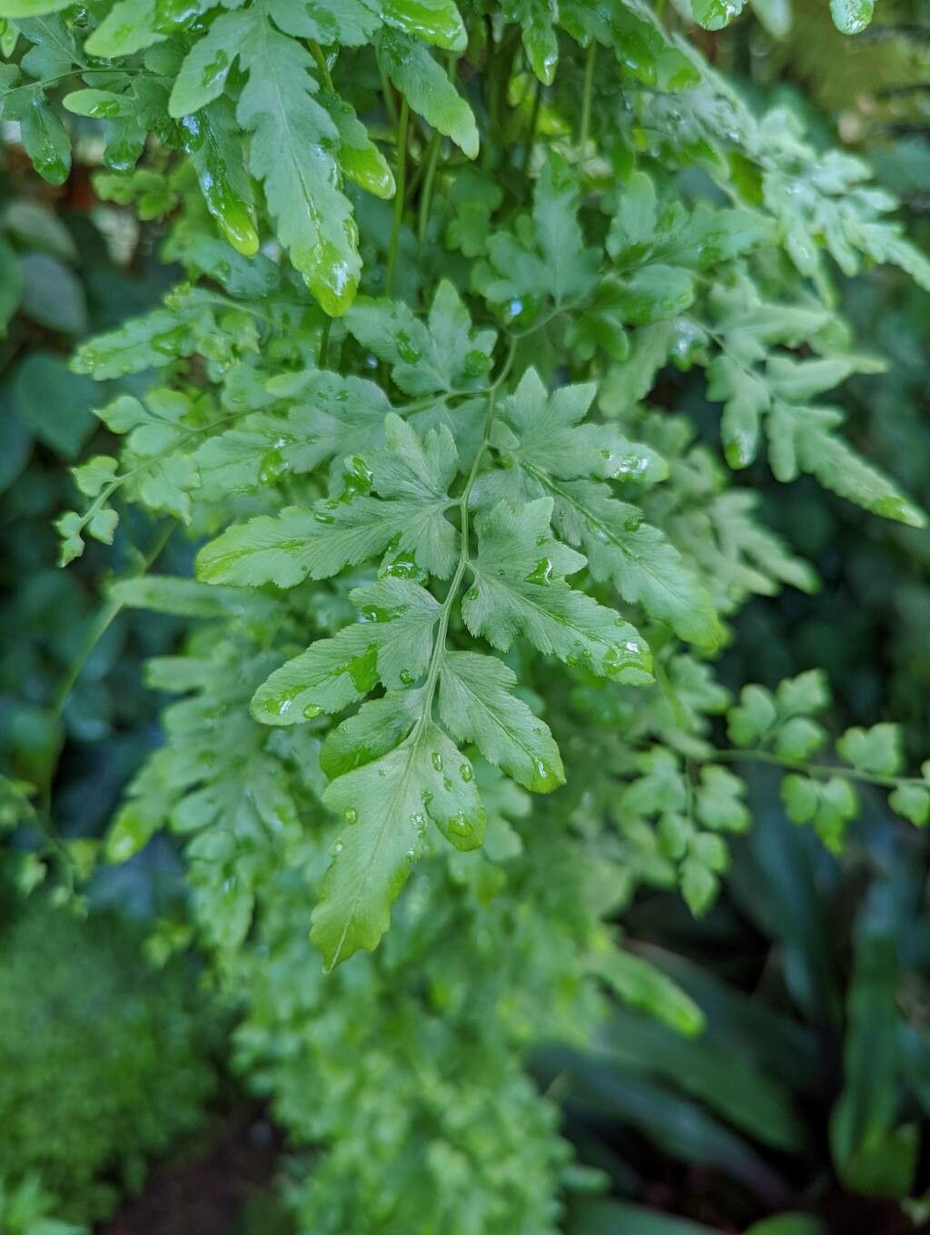 Lygodium japonicum — maintenance medium houseplant