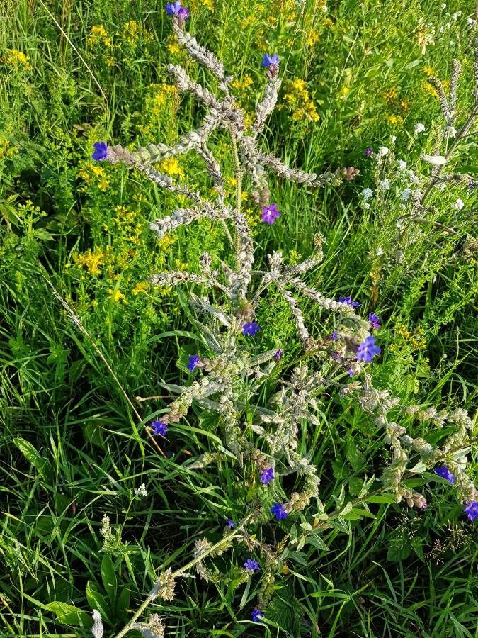 Anchusa officinalis fruit