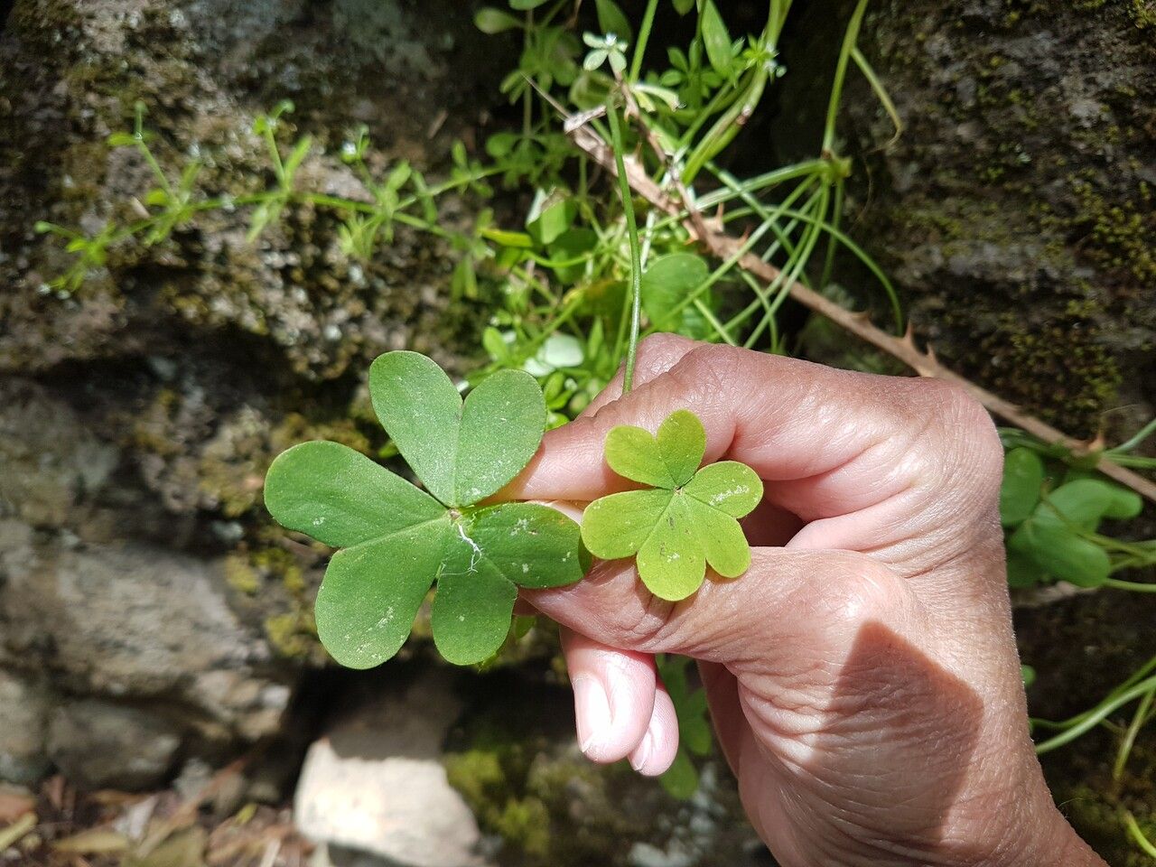 Oxalis suksdorfii — search result for 'Oxalis'