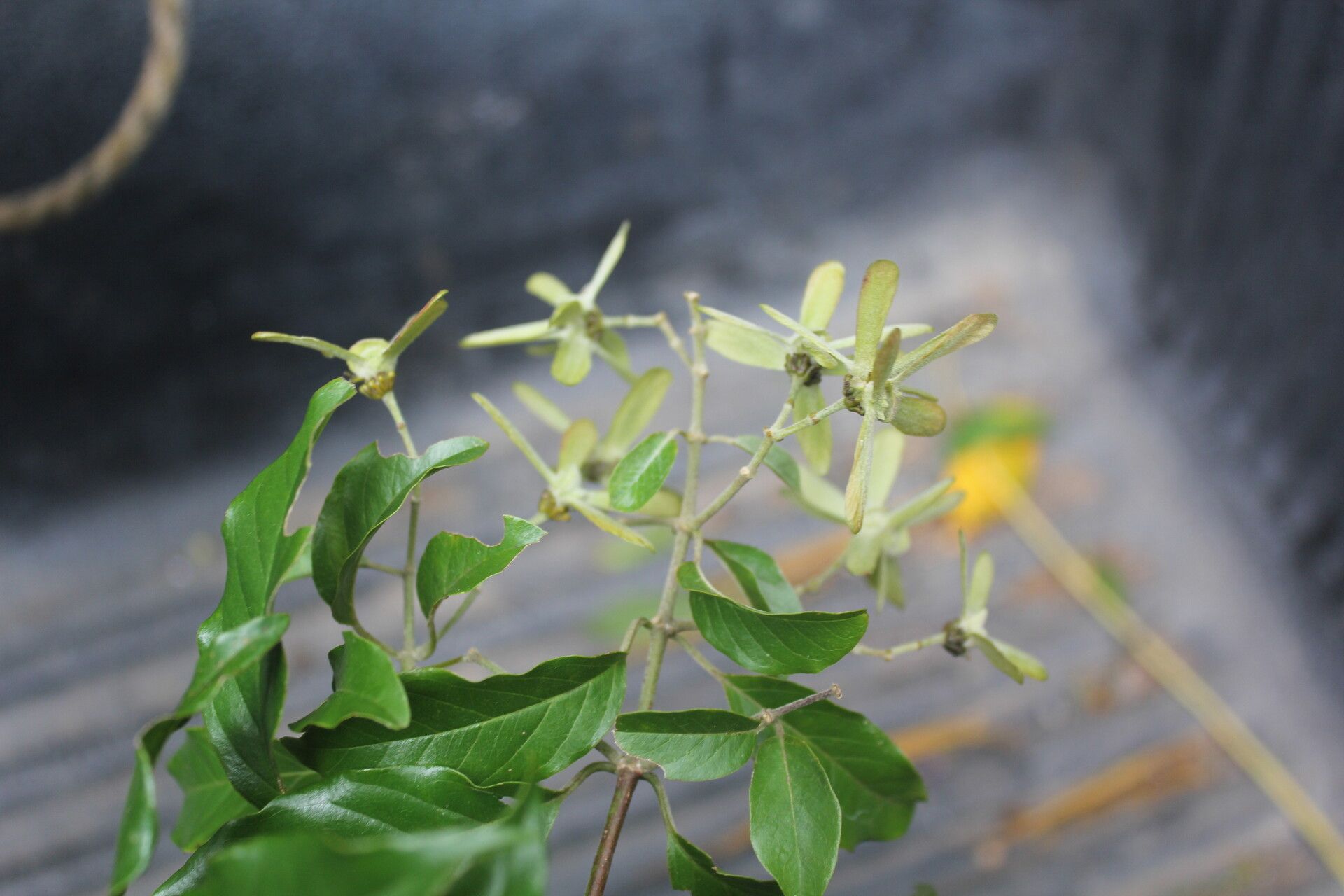 Tetrapterys schiedeana flower