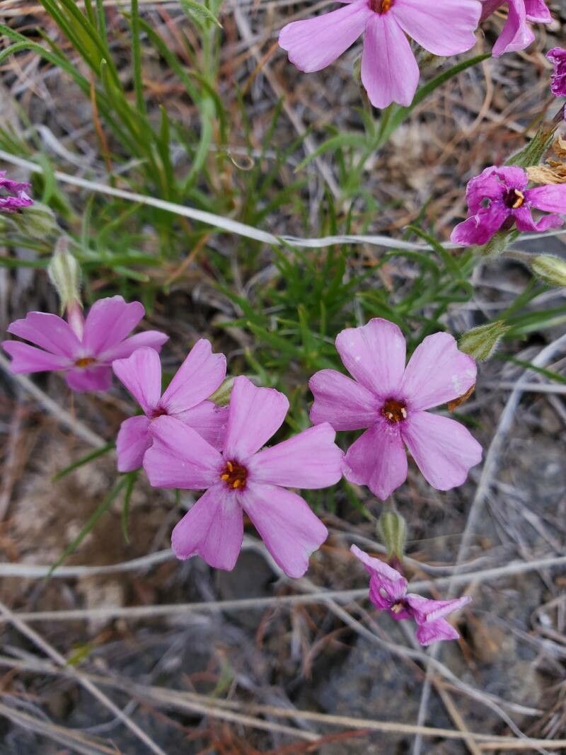 Phlox aculeata flower