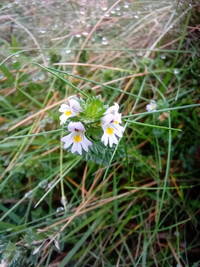 Euphrasia tetraquetra flower