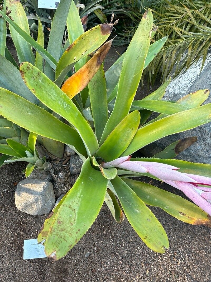 Aechmea mcvaughii — search result for 'Aechmea'