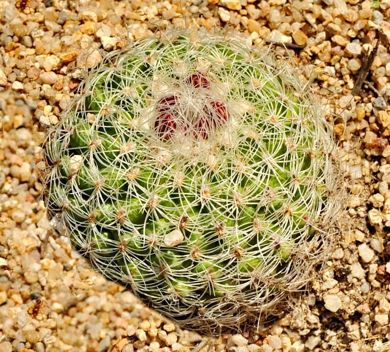 Turbinicarpus saueri — houseplant care guide