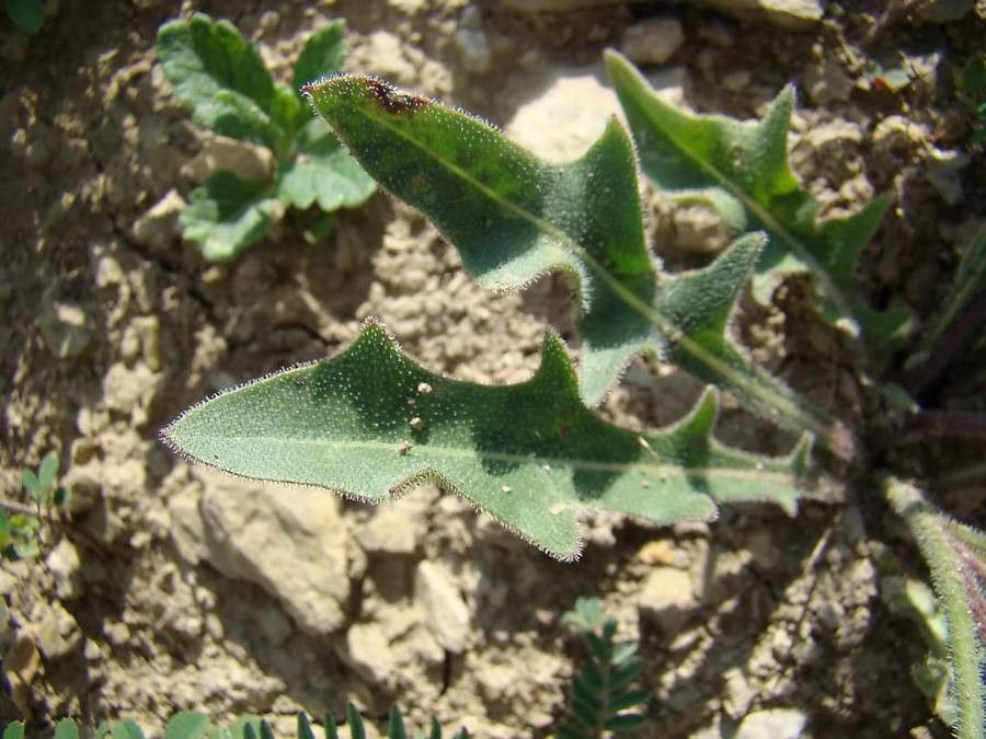 Leontodon crispus — related species from the same genus