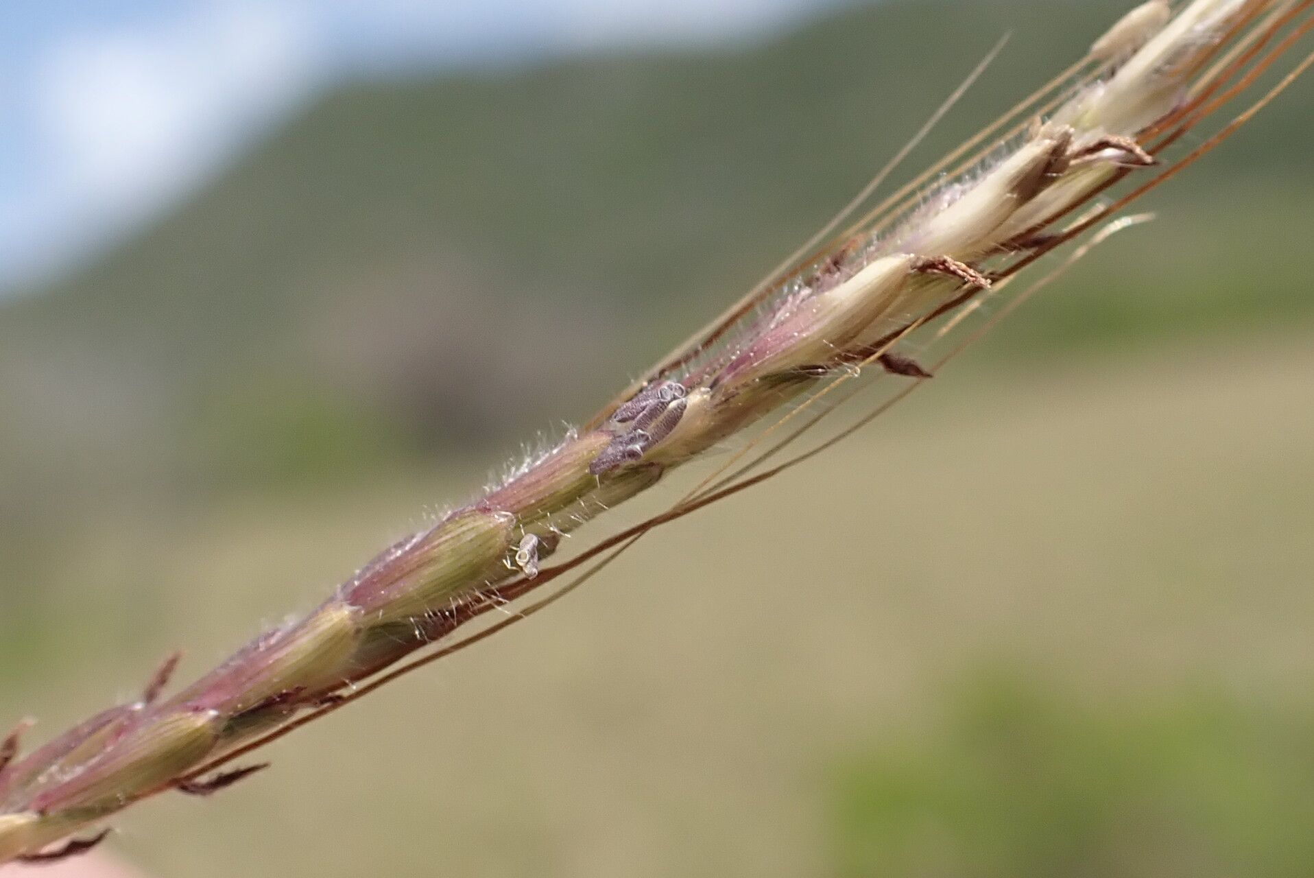 Dichanthium caricosum — related species from the same genus