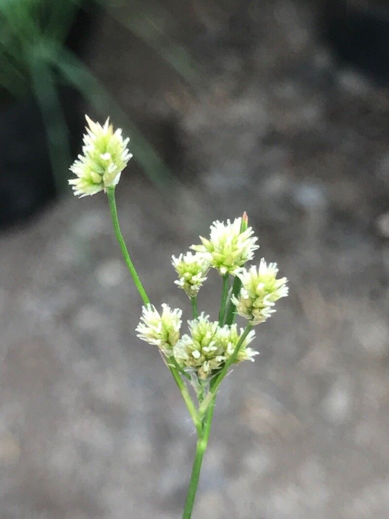 Luzula pallidula flower