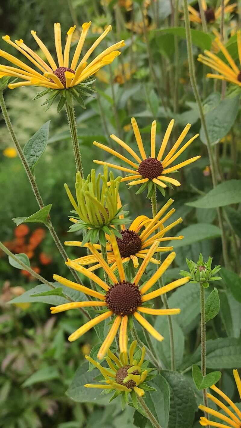 Rudbeckia subtomentosa flower
