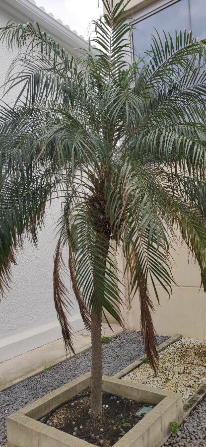 Phoenix loureiroi habit