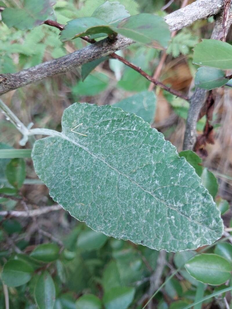 Senecio gossypinus — houseplant care guide