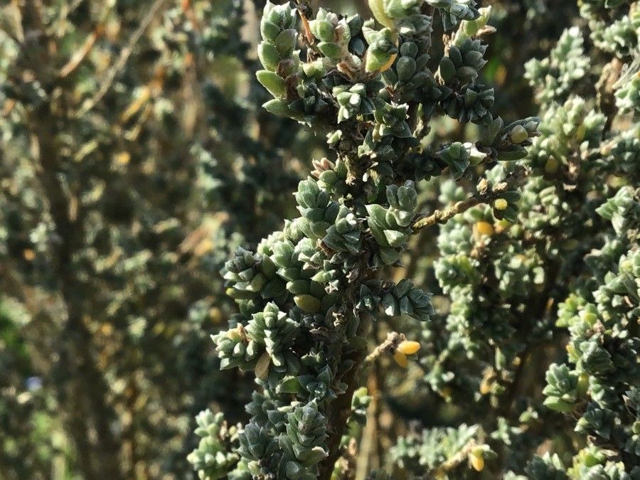 Rhodanthe oppositifolia — houseplant care guide