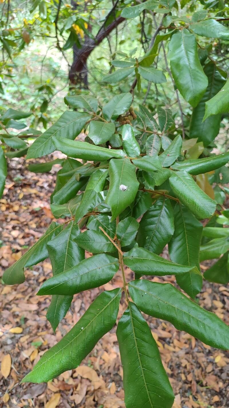 Alectryon tomentosus — houseplant care guide