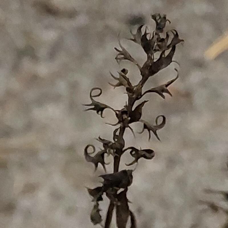 Melampyrum pratense fruit