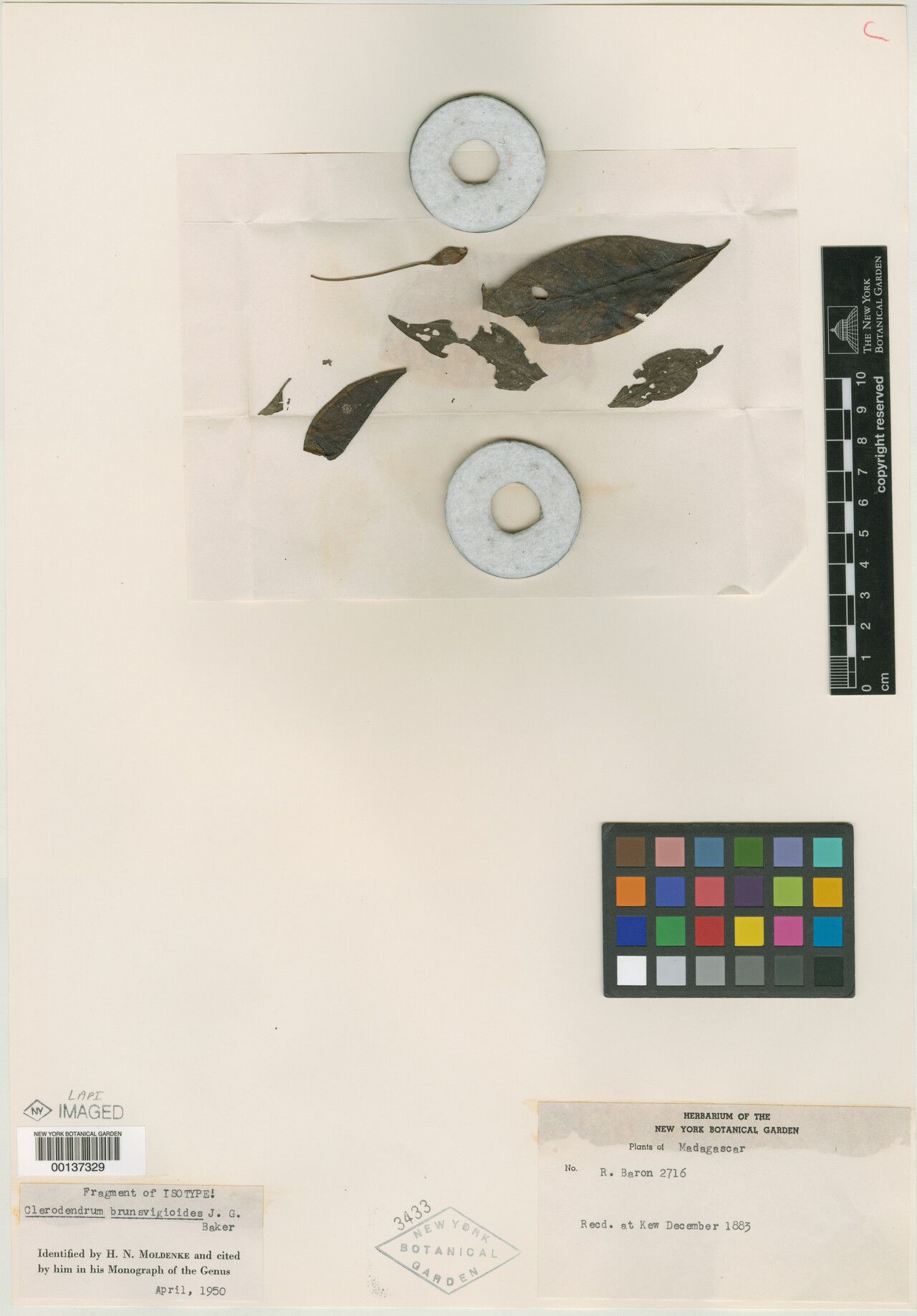 Clerodendrum brunsvigioides — houseplant care guide