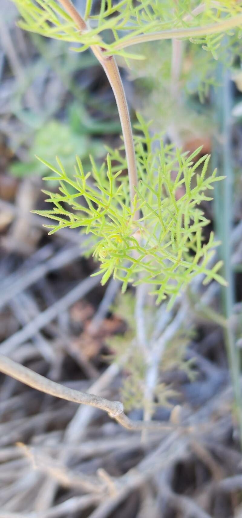 Scandix stellata leaf