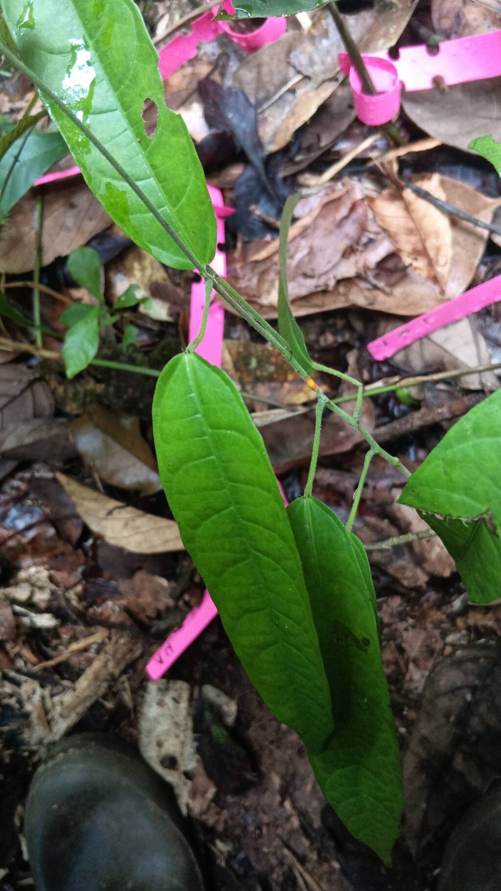 Dalechampia brevicolumna leaf