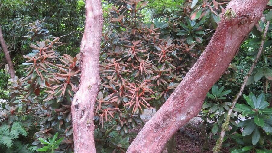 Rhododendron bureavii flower