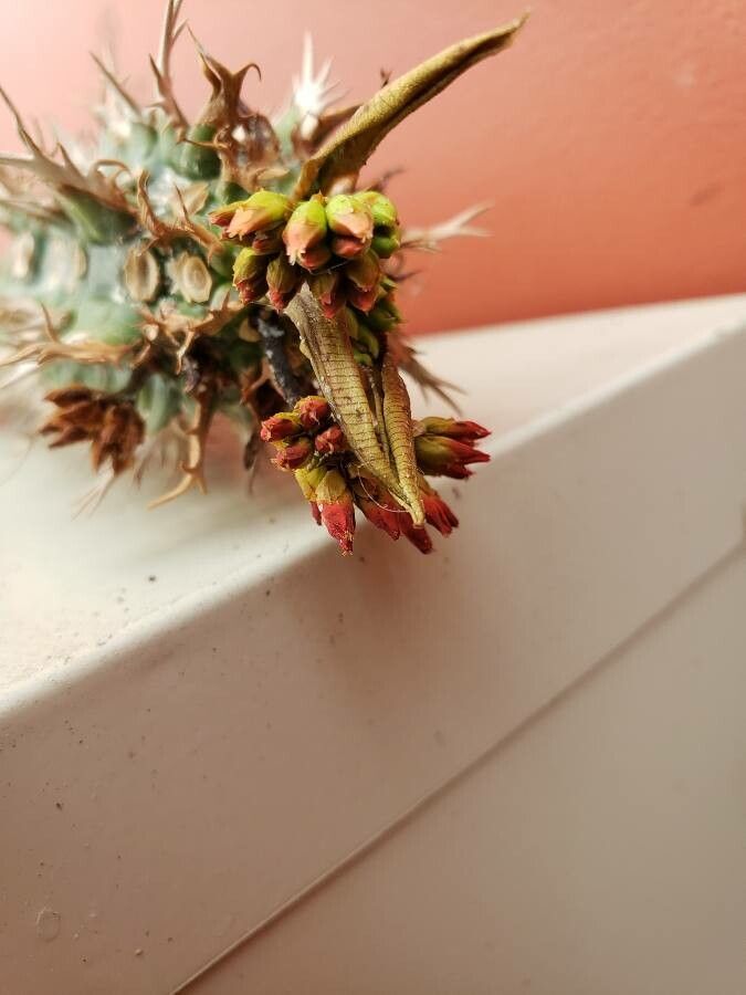 Euphorbia viguieri flower