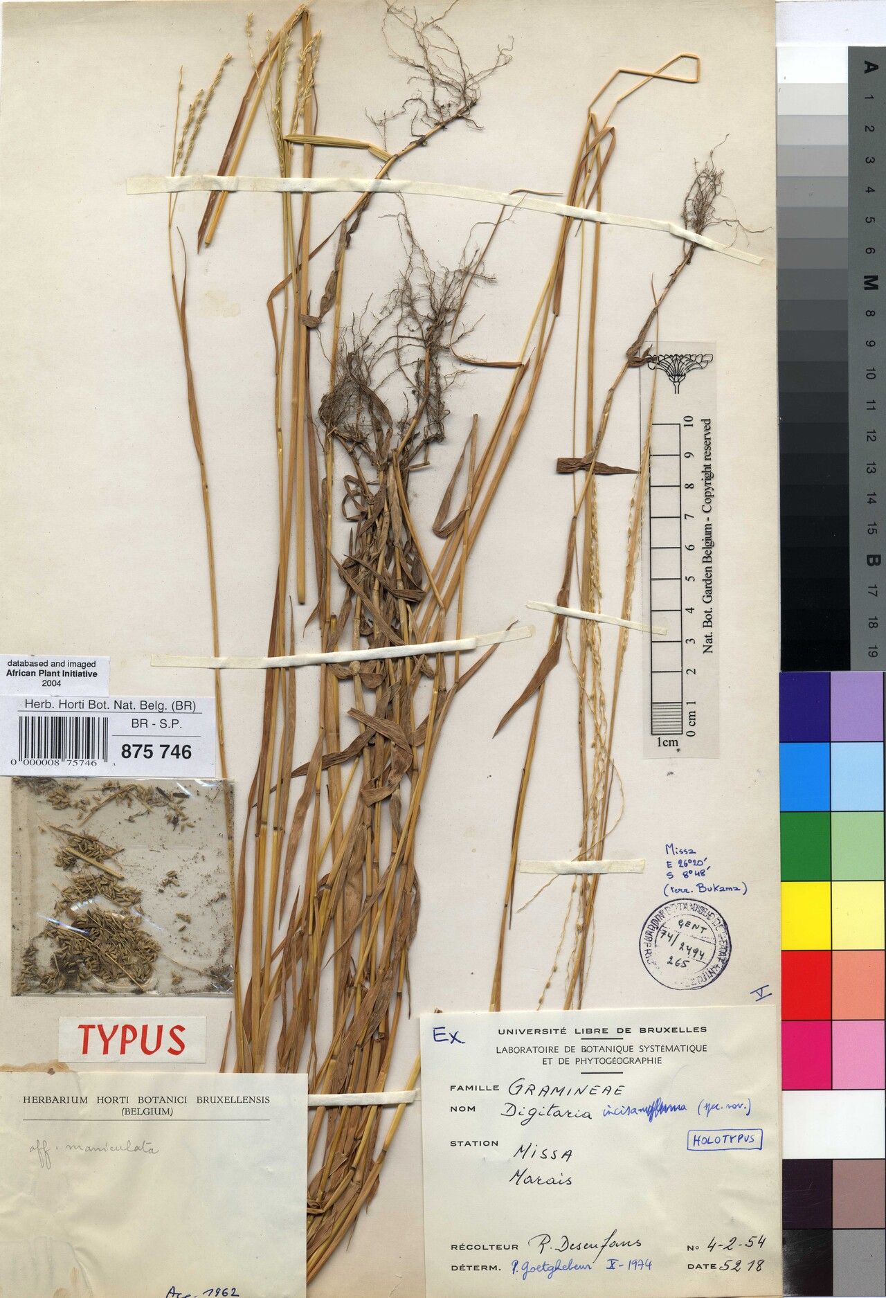 Digitaria incisa — houseplant care guide