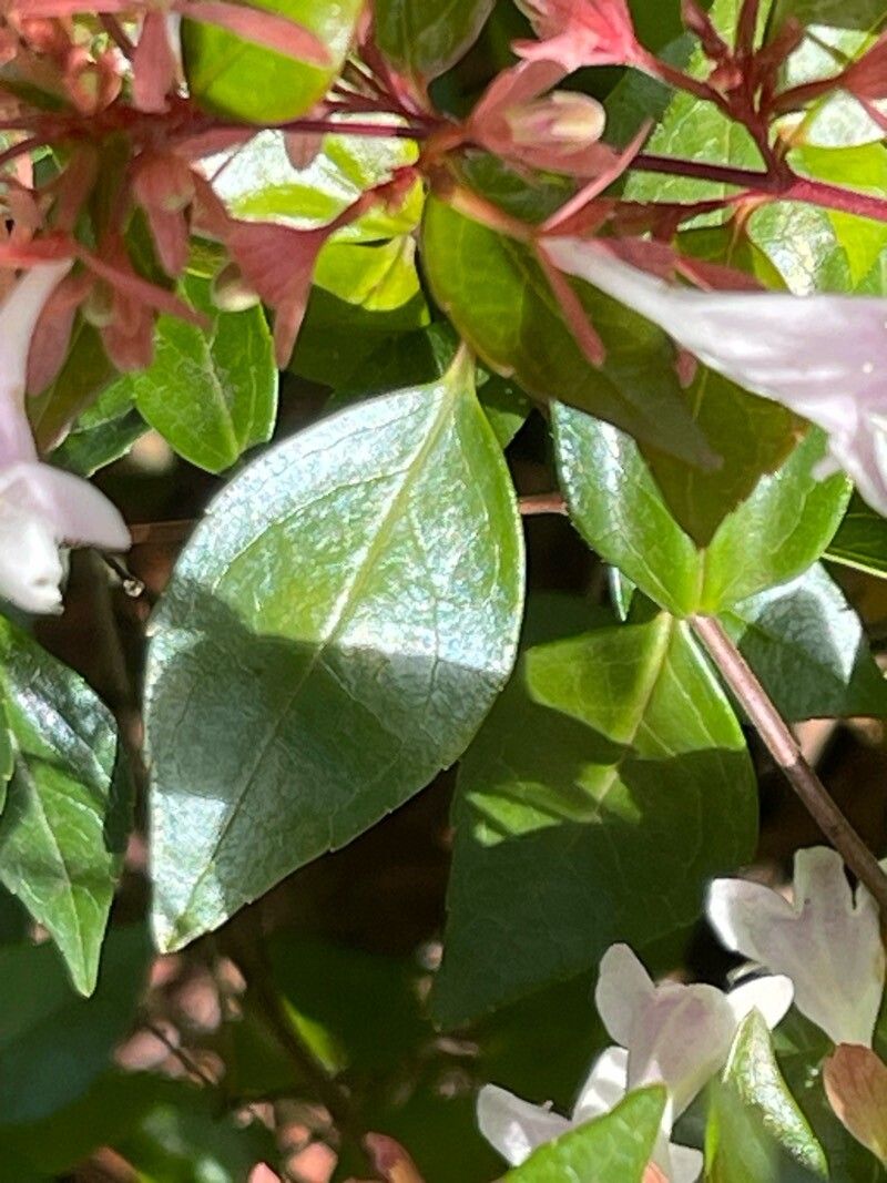 Vesalea grandifolia — related species from the same genus