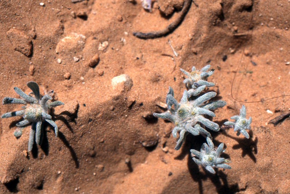 Filago sahariensis habit